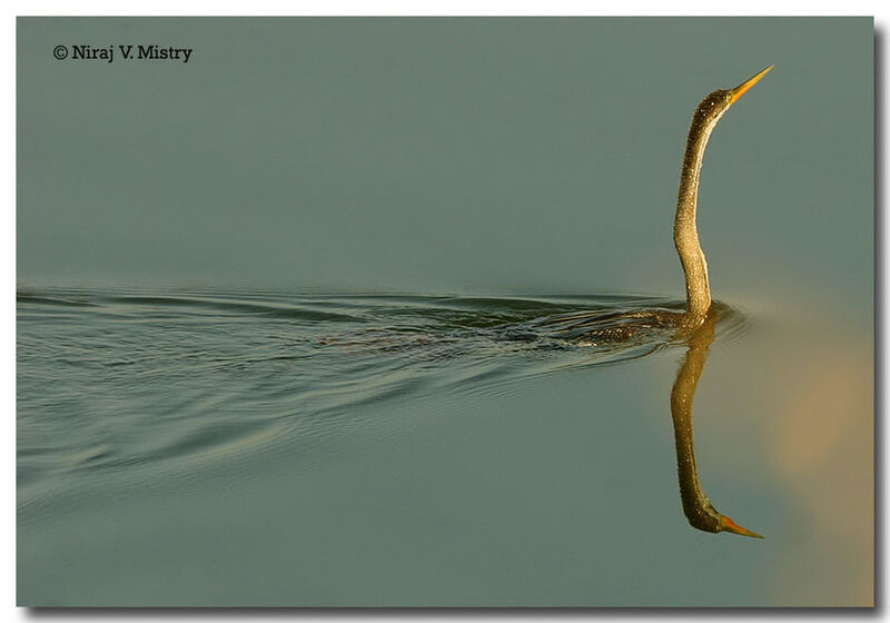 Anhinga roux