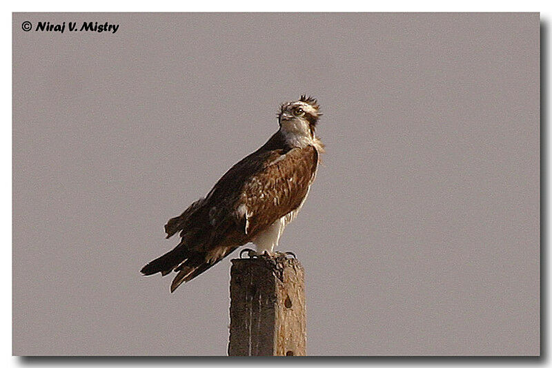 Osprey