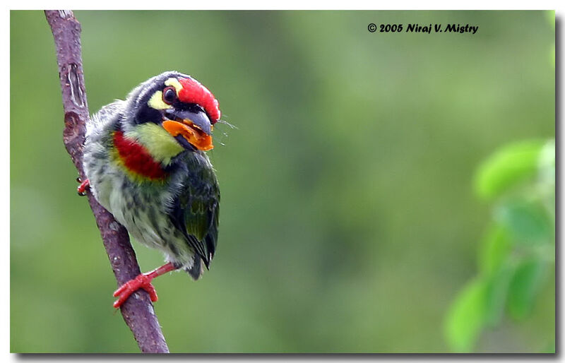 Coppersmith Barbet