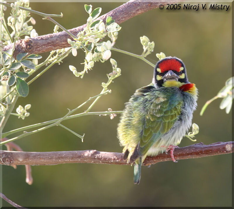 Coppersmith Barbet