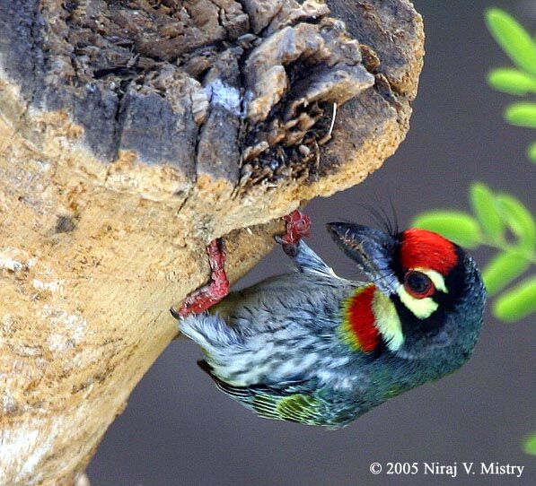 Barbu à plastron rouge