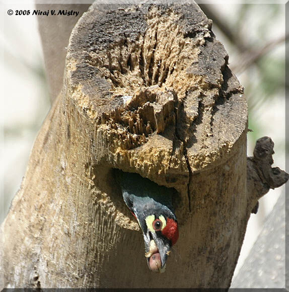 Barbu à plastron rouge