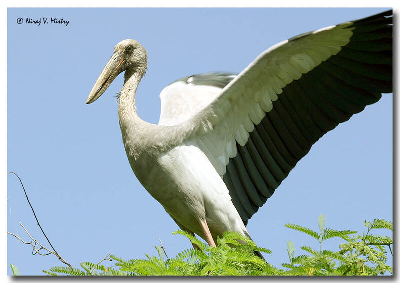 Asian Openbill