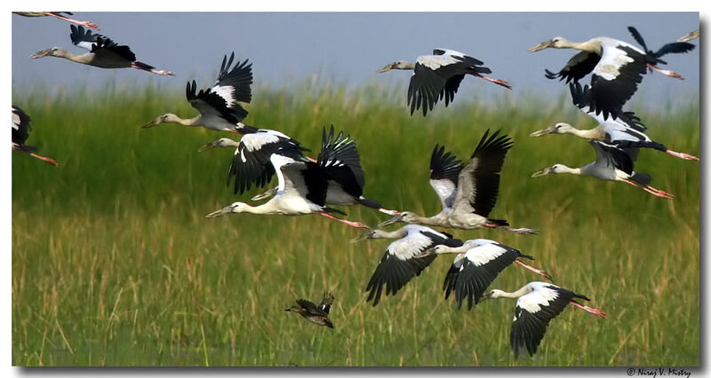 Asian Openbill