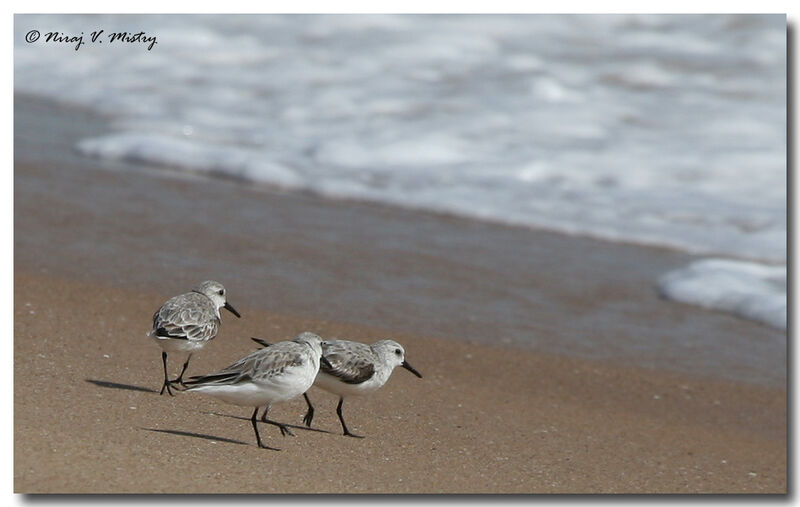 Bécasseau sanderling