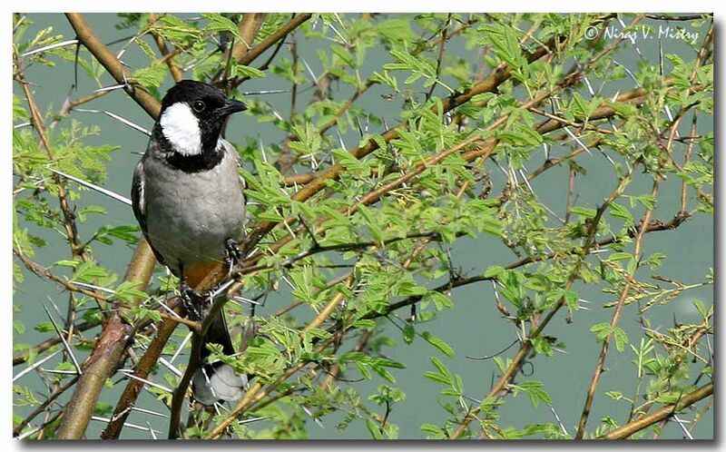 Bulbul à oreillons blancs