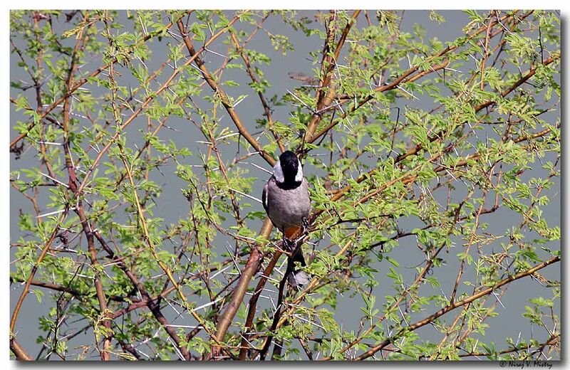 Bulbul à oreillons blancs