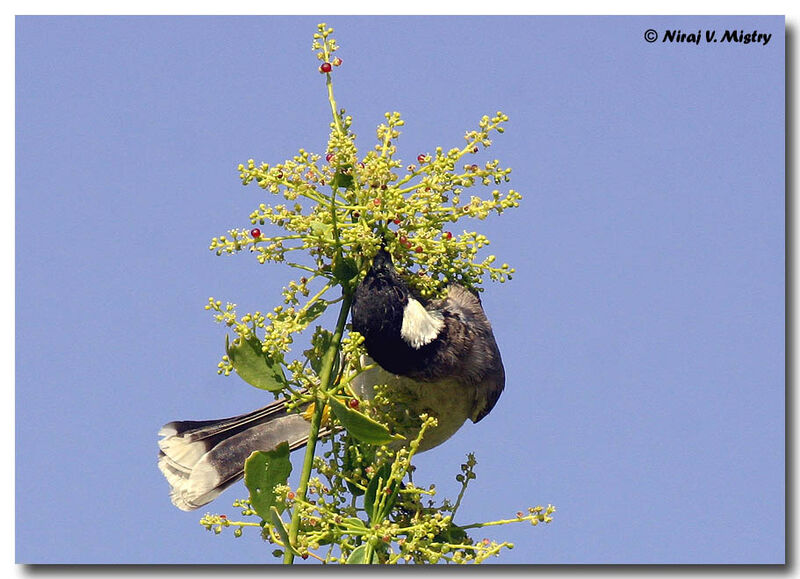 Bulbul à oreillons blancs