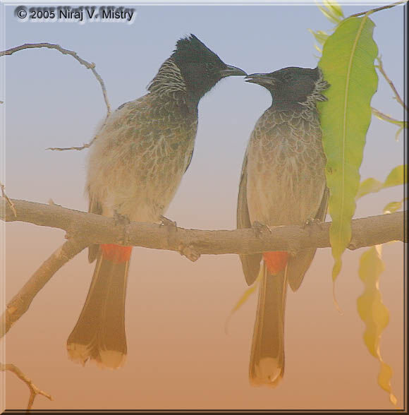 Red-vented Bulbul