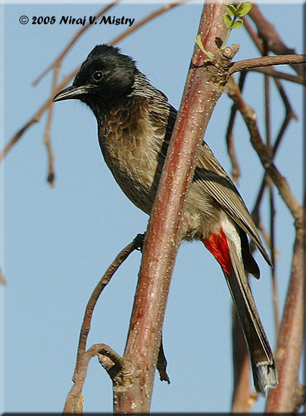 Bulbul à ventre rouge