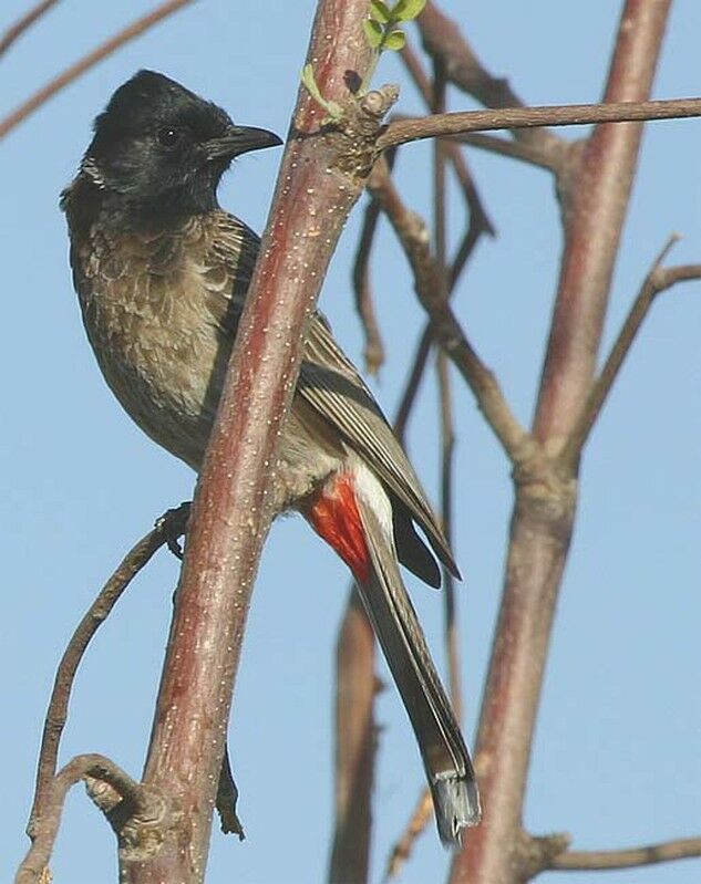 Red-vented Bulbul