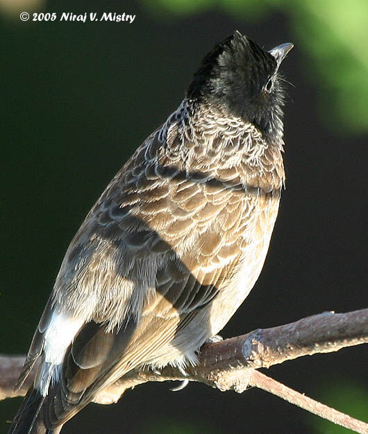 Bulbul à ventre rouge