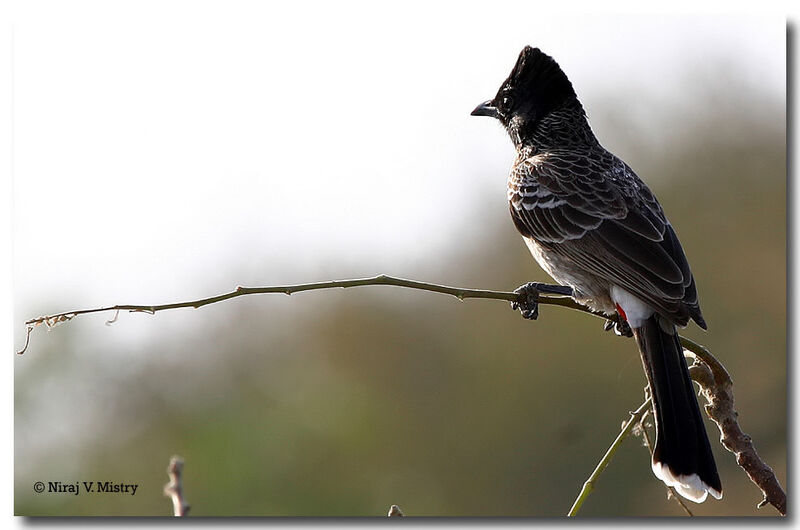 Red-vented Bulbul