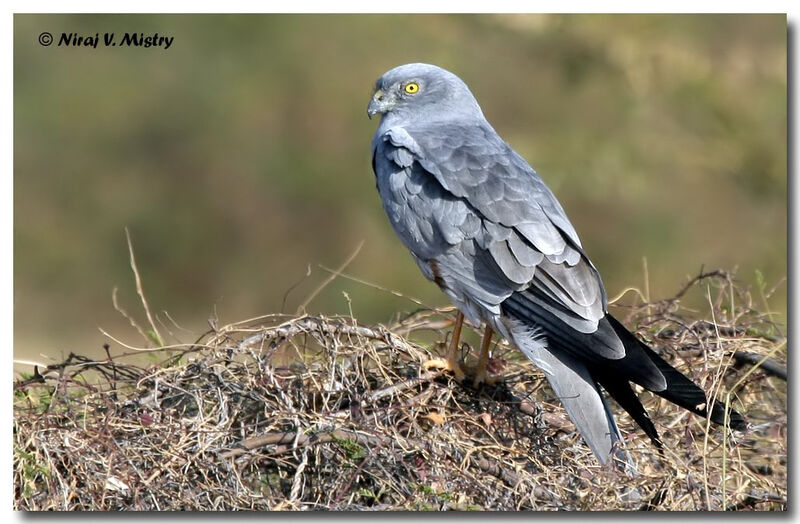 Montagu's Harrier male