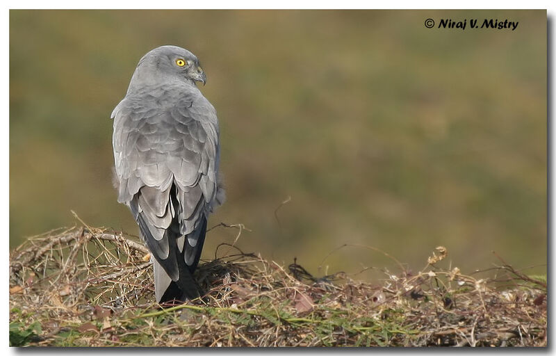 Montagu's Harrier male