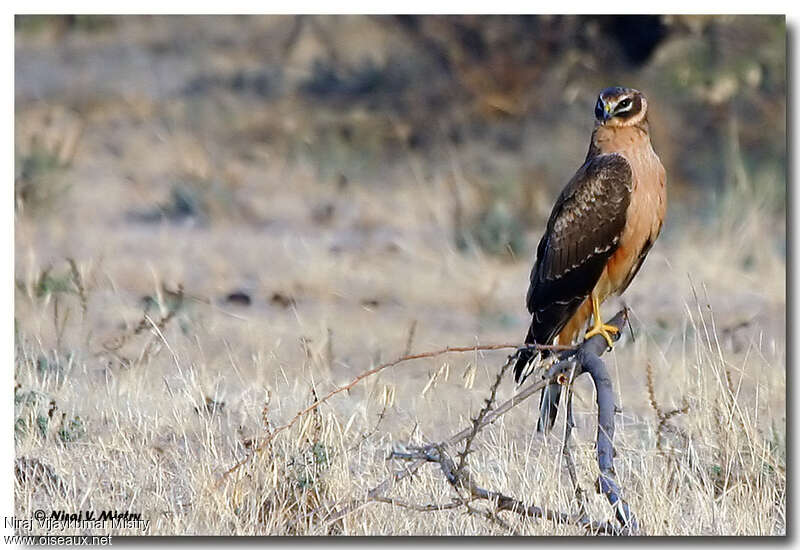 Pallid Harrierjuvenile, identification