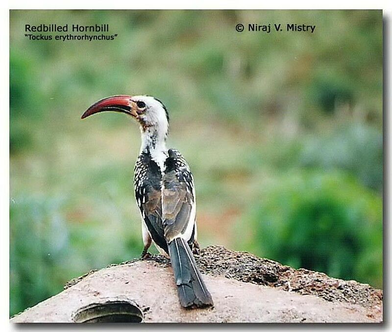 Northern Red-billed Hornbill