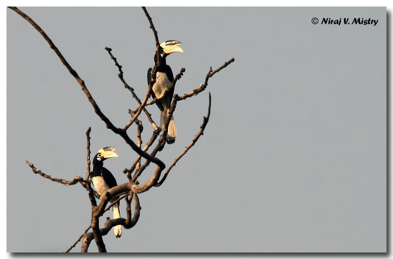 Malabar Pied Hornbill 