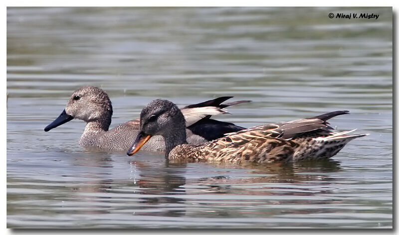 Gadwall adult