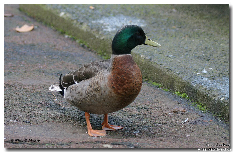 Canard colvert