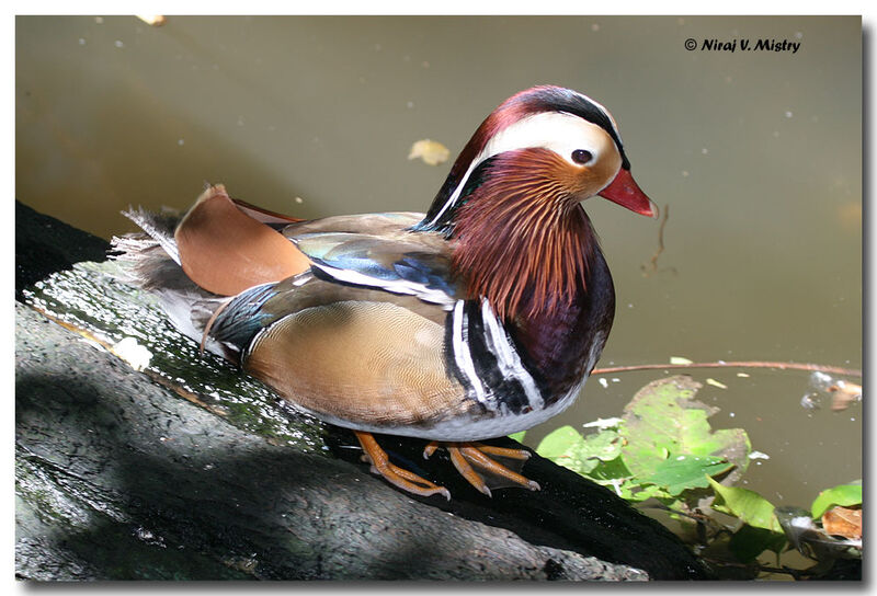 Canard mandarin mâle