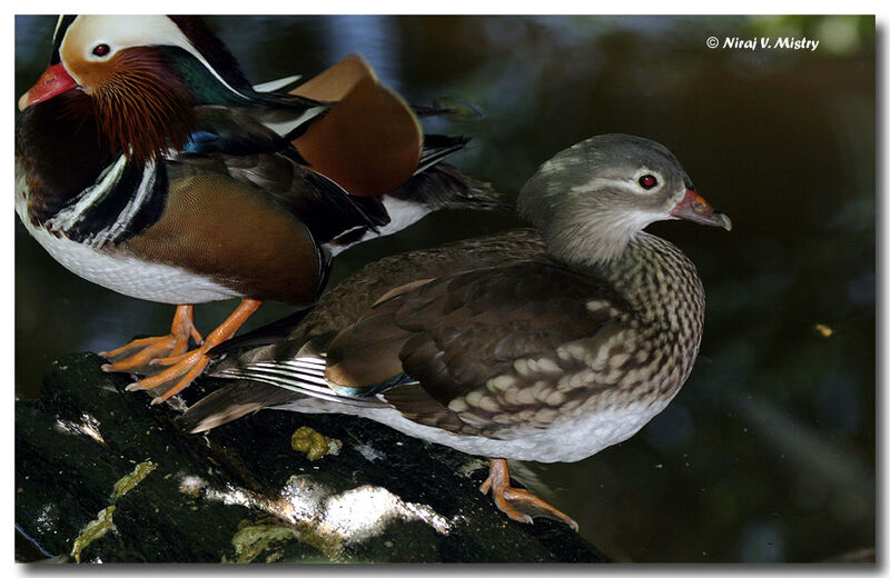 Canard mandarin 