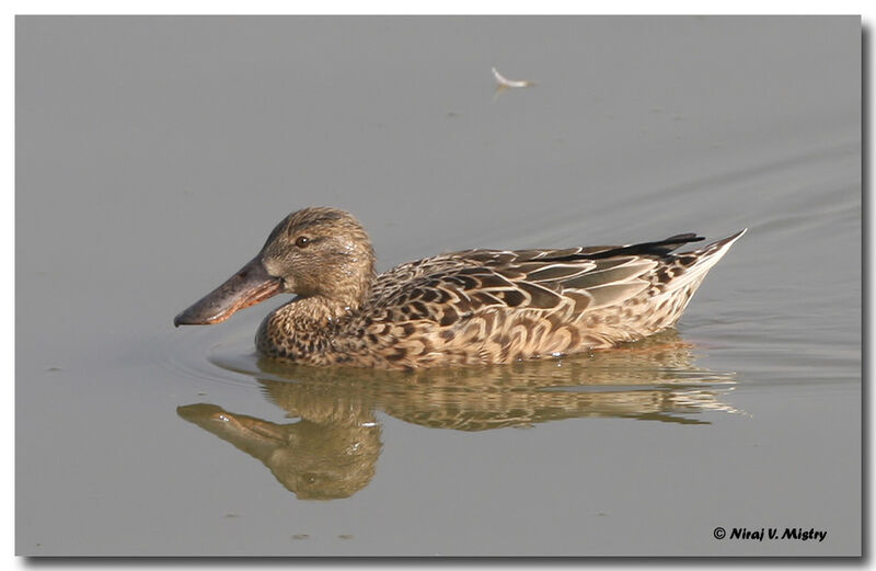 Northern Shoveler female