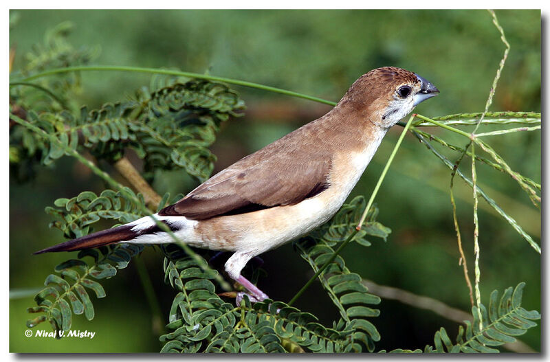 Indian Silverbill