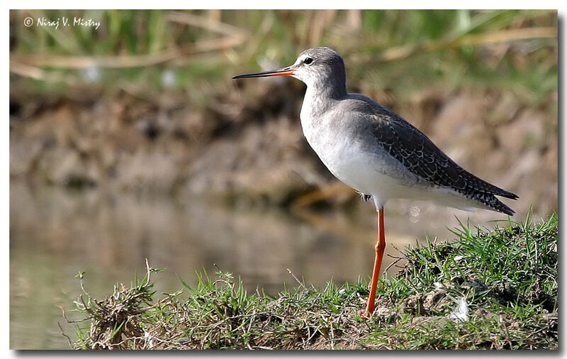 Common Redshank