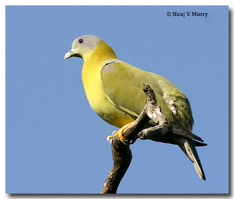 Yellow-footed Green Pigeon