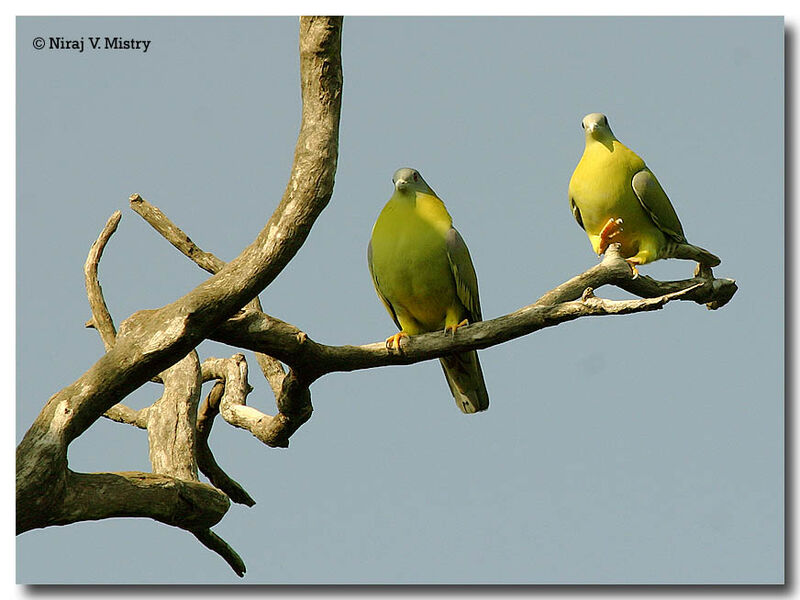 Yellow-footed Green Pigeon