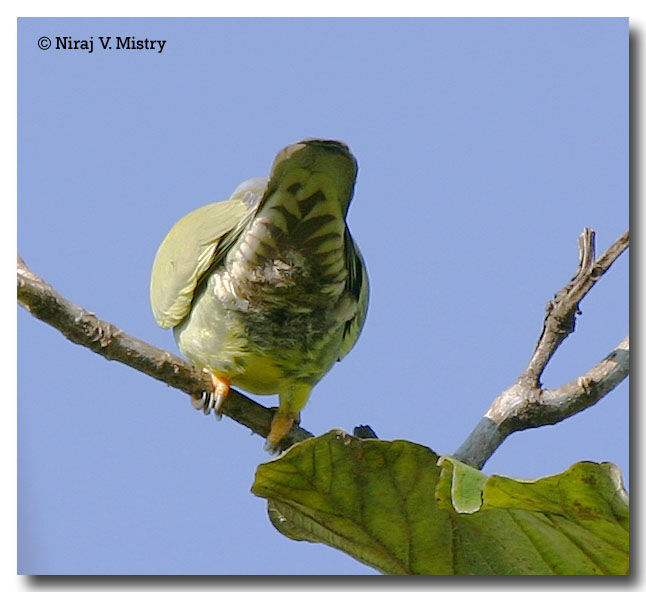 Yellow-footed Green Pigeon