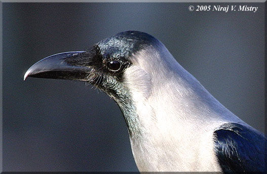 Corbeau familier