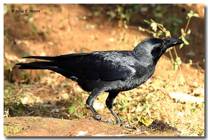 Corbeau indien