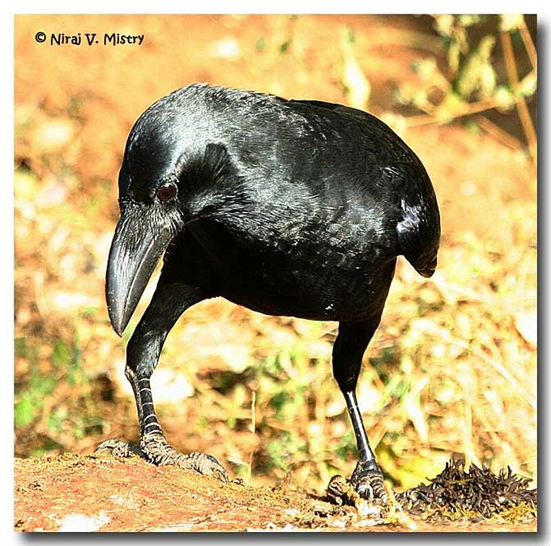 Indian Jungle Crow