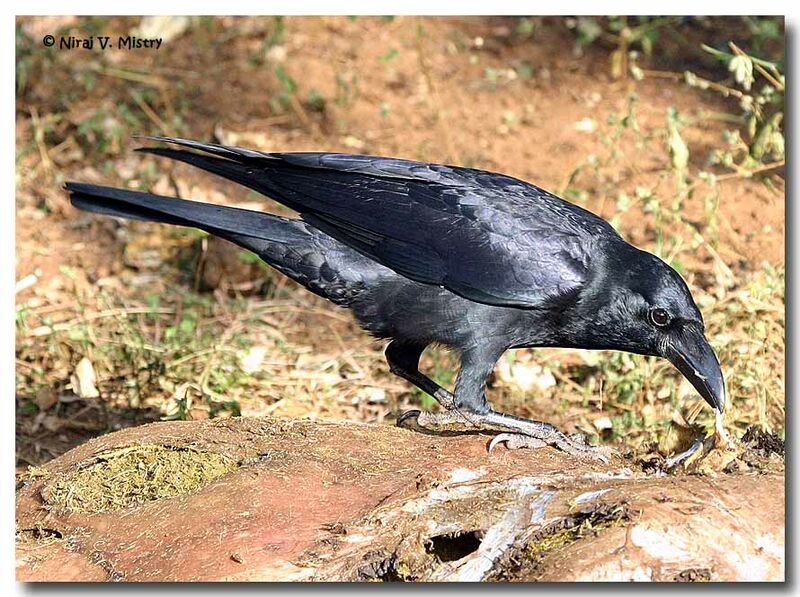 Indian Jungle Crow