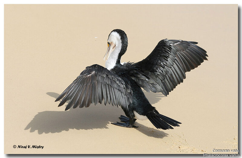 Australian Pied Cormorant