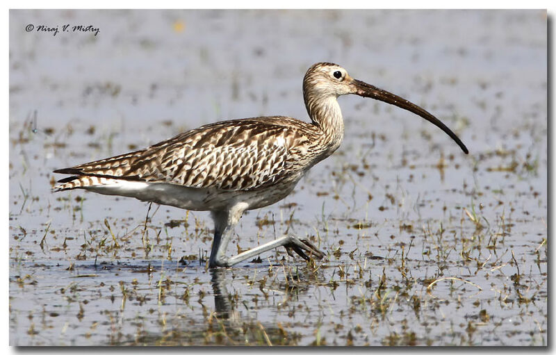 Eurasian Curlew