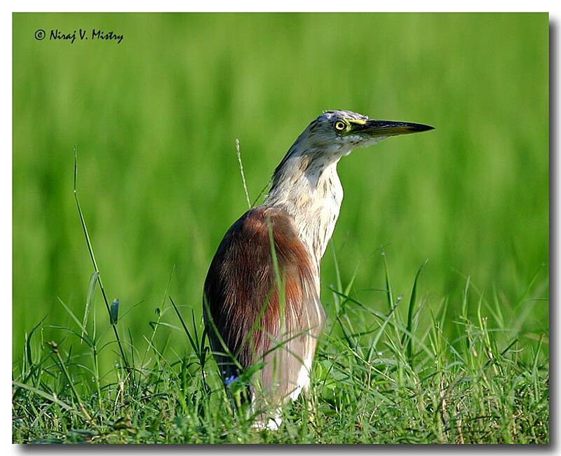 Indian Pond Heron