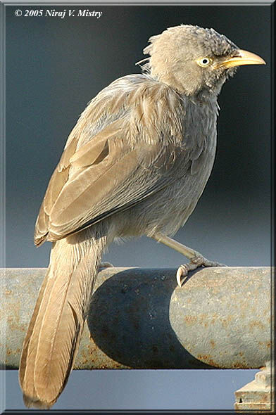 Jungle Babbler