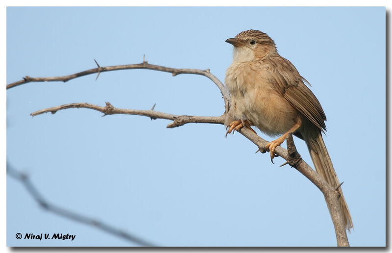 Common Babbler