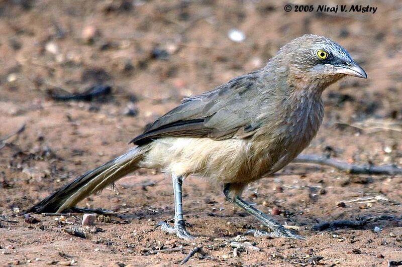 Large Grey Babbler