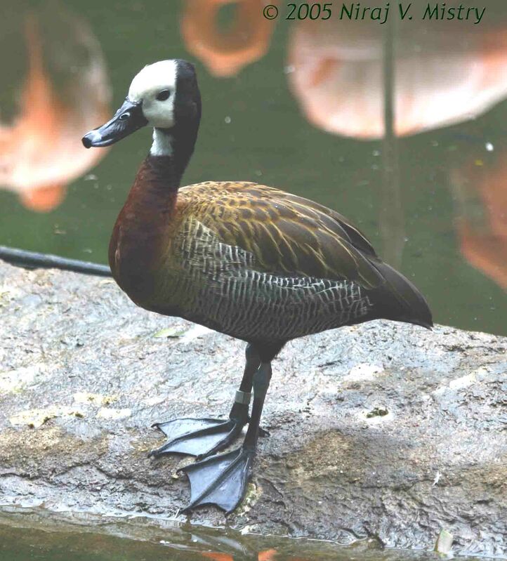 White-faced Whistling Duck