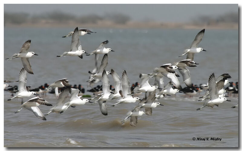 Crab-plover