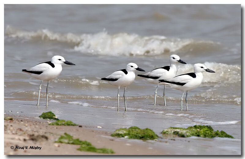 Crab-plover