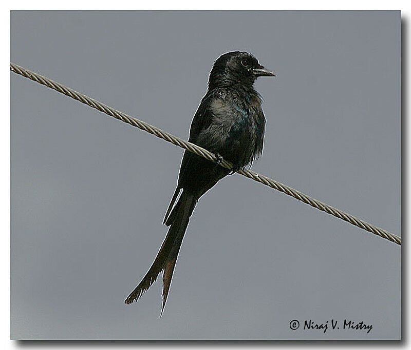 Black Drongo