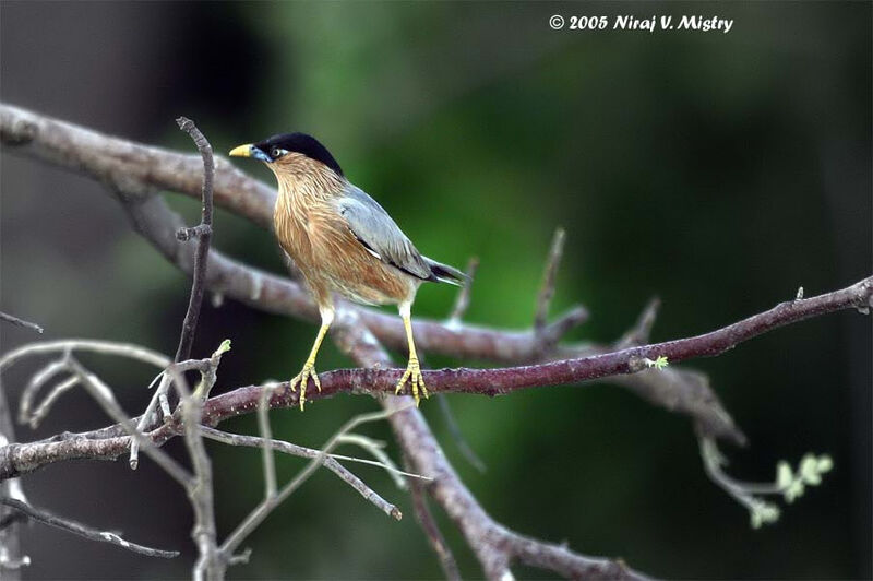 Brahminy Starling