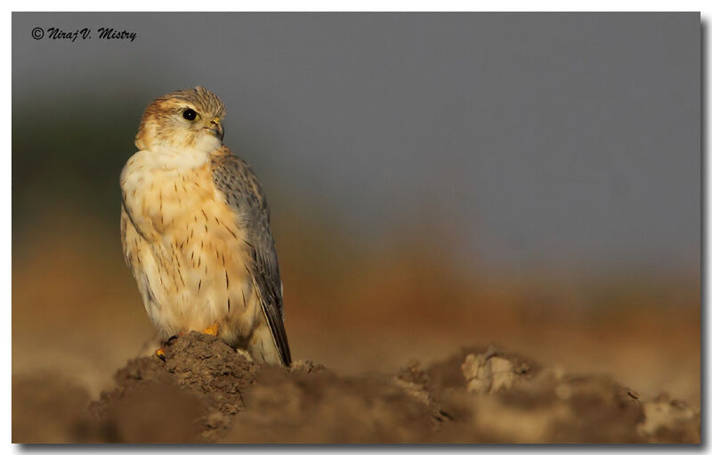 Merlin male adult post breeding