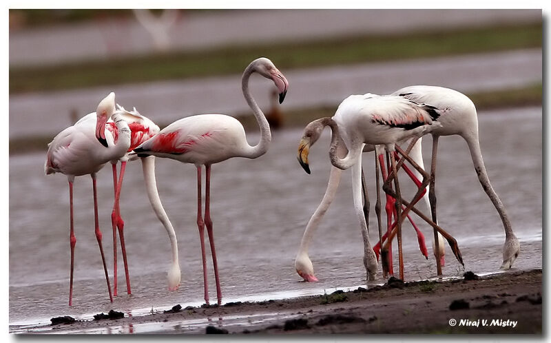 Greater Flamingo