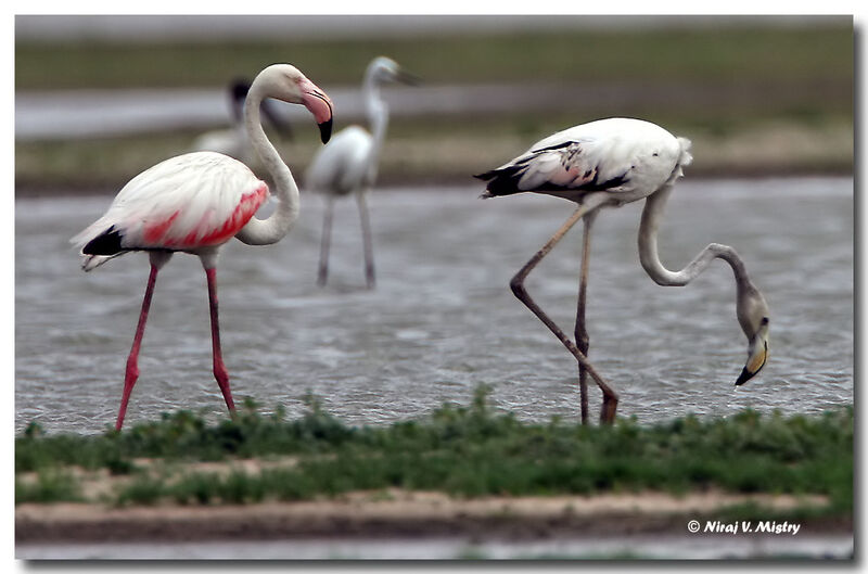 Flamant rose